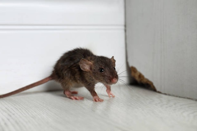 jenis tikus yang ada di rumah