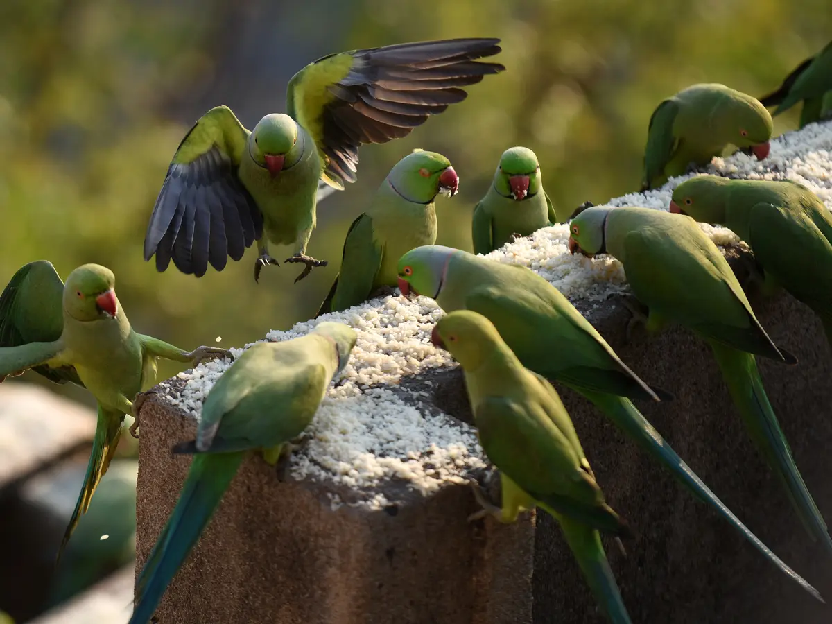 makanan burung parkit untuk kesehatan