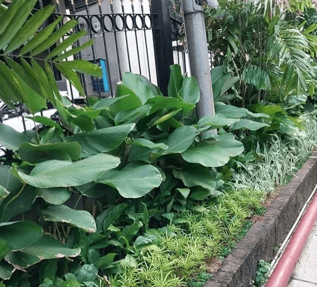 Panduan Lengkap Desain Taman Tropis Minimalis untuk Hunian Modern
