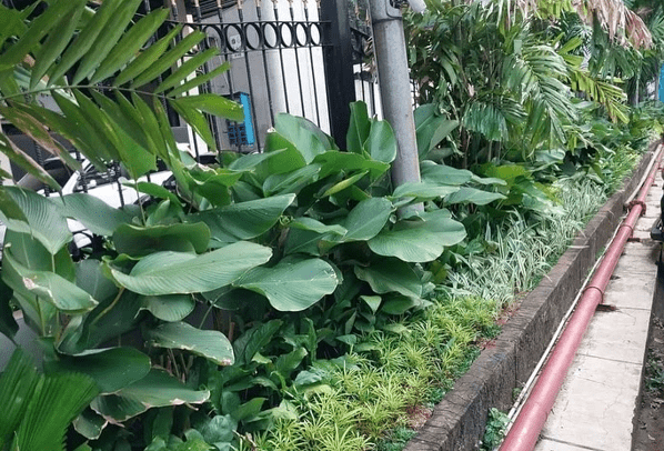 Panduan Lengkap Desain Taman Tropis Minimalis untuk Hunian Modern