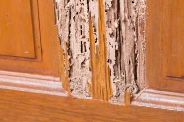 Mengapa Rayap Sangat Berbahaya untuk Rumah Kayu dan Furnitur?