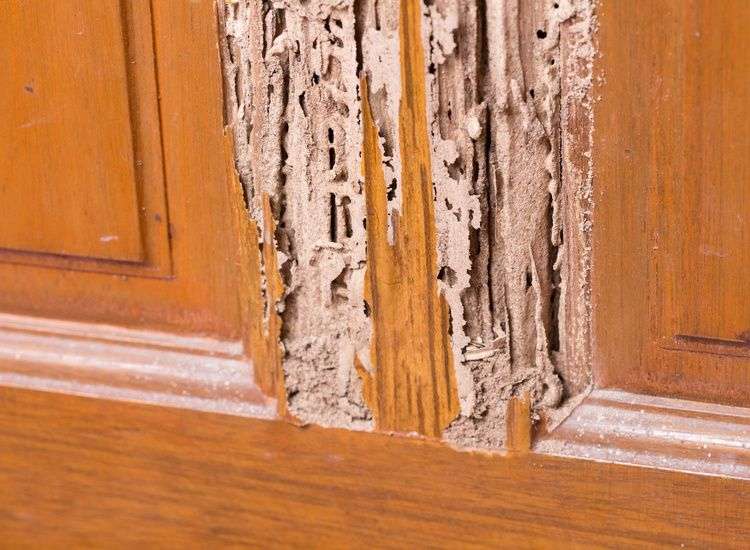 Mengapa Rayap Sangat Berbahaya untuk Rumah Kayu dan Furnitur?